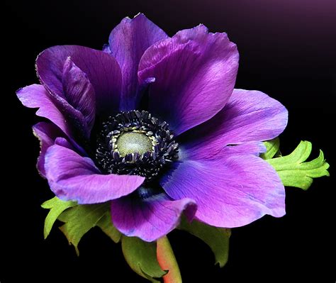 Something Purple Its Anemonen Time Again I Love This Won Flickr
