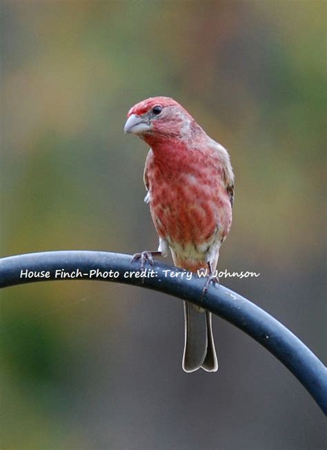 Backyard Secret Diet Affects Color Of Male House Finches