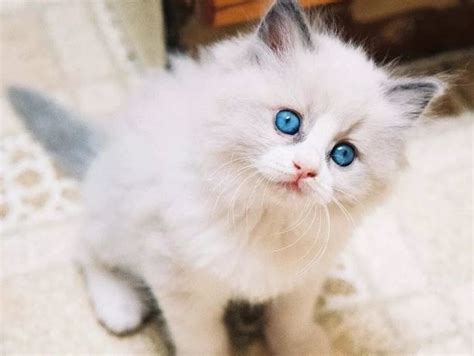 Kucing anggora menjadi salah satu jenis kucing yang sangat pintar dan menggemaskan. 5 Tips Mencari Kucing Anggora Murah - Kucing.co.id
