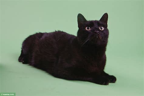 Berkeley Humane Top Ten Reasons To Adopt A Black Cat