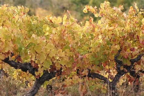 Free Photo Vines Nature Vine Leaves Grapes Free Image On Pixabay