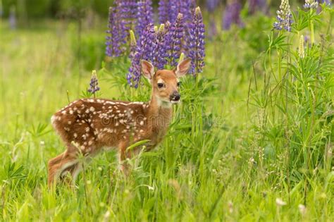White Tailed Deer Fawn Odocoileus Virginianus Stand In Field L Stock