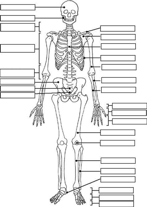 Blank Skeleton Anatomy Coloring Book Anatomy And Physiology Human