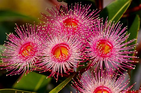 Hd Wallpaper Pink And White Petaled Flower Eucalyptus Flowers