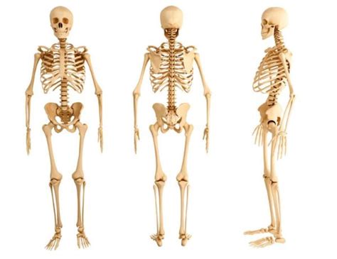 Descubre Cu Ntos Huesos Tiene El Cuerpo Humano Con Im Genes