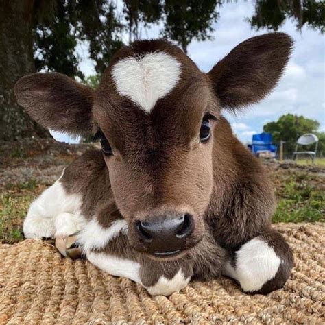The Feel Good Page ️ On Twitter Baby Farm Animals Cute Animals