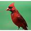Cardinal  Birds And Blooms