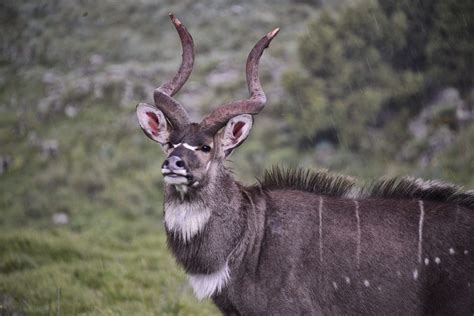 Controlling infestation in a home can be 10 Animals Only Found In Ethiopia | Oliberté Footwear