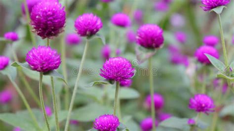 Cluster Of Pink Colored Globe Amaranth Button Flowers Stock Photo