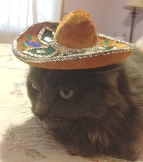 Jolene lolcats lol cat memes funny. Best 20 Cats in Cowboy Hats images on Pinterest | Cowboy ...