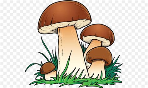 Get Champignon Png Dessin Sinobhishur