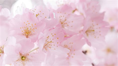 6023669 1920x1080 Flowers Sakura Pink Flowering White Cherry