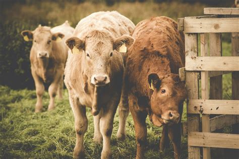 What Does Grass Fed Really Mean And Who Decides Organic Authority