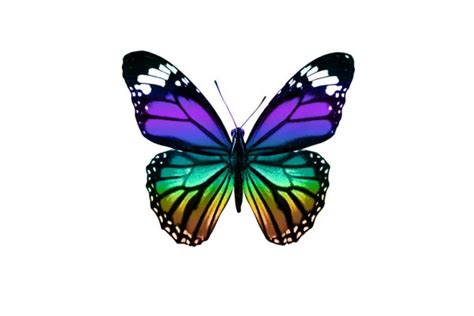 Fondo: mariposa monarca sin | mariposa monarca — Foto de stock © thawats #57114809