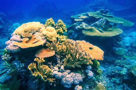 Fiji Charter Coral Reef Life CMP Big Blue Fiji