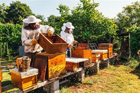 Beekeeping Tips For September Bee Well Honey