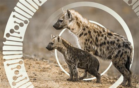 Among Spotted Hyenas Social Ties Are Inherited Bar Ilan University
