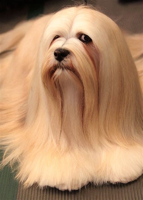 Lhasa Apso Dog Breed Information Pictures Characteristics And Facts