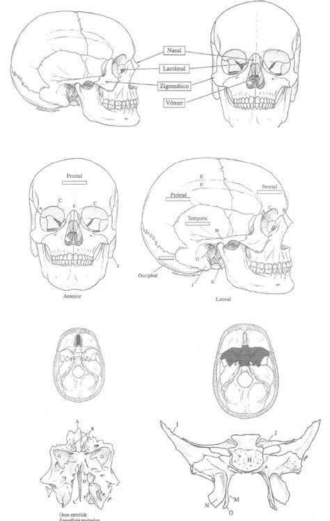 OSSOS DO CRANIO Anatomia I