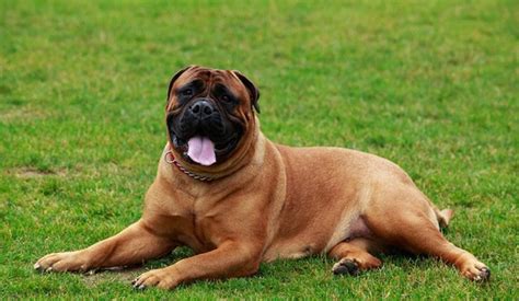 We have many pictures of our dogs and up coming breedings on our site, so please tak… Bullmastiff | Puppy Area
