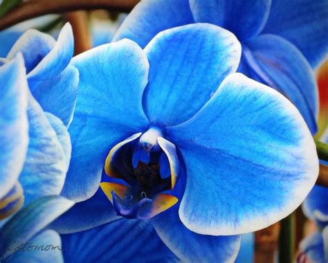 FotoMom Blue Orchid