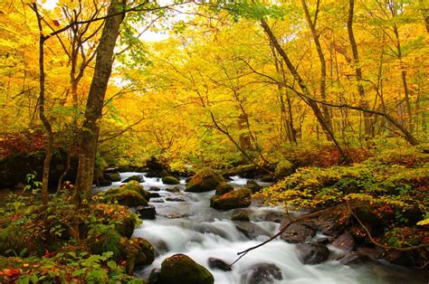 Autumn Colors Of Oirase River Located At Aomori Prefecture Japan