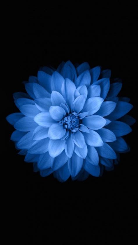 Iphone 6s Blue Flower Hd Wallpaper 19re Featpix Flower Iphone