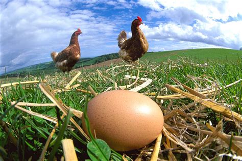 Which Came First The Chicken Or The Egg New Scientist