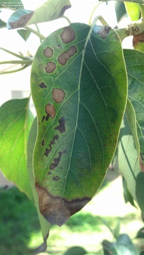 As on trees, damage first appears as stippling or tiny white spots. Garden Pests and Diseases: Spots on avocado tree leaves, 2 ...