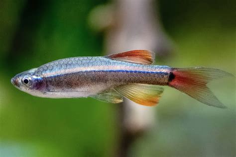 White Cloud Mountain Minnow Fish Species Profile Off