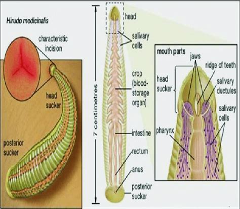 Morphological Structure Of Mouth And Sucker Of Leech Source Thakur