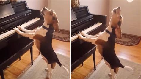 Dog Owner Captures Glorious Footage Of Beagle Singing At The Piano In