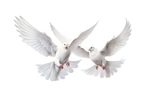 Two White Doves Are Flying Isolated On A Transparent Background