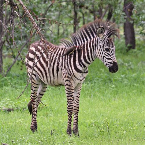 People may be riding on them too, or they may appear as. The Plural Of Hyena: Things I Find Fascinating #3: Zebras And The People Who Love Them