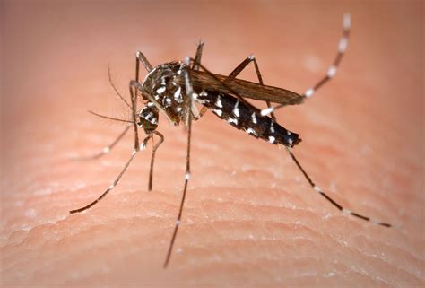 Aedes Albopictus Wikipedia