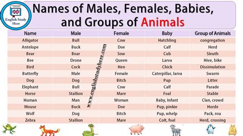 Names Of Males Females Babies And Groups Of Animals Gender Of