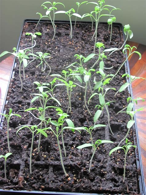 Super Beefsteak Tomato Plants Dw S Blog