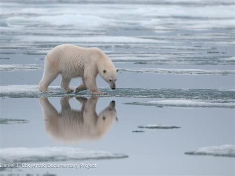 Polar Bear Populations Likely To Collapse By End Of Century If Global