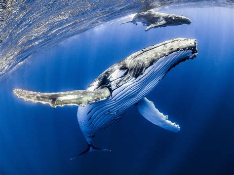 Hundreds Of Whales Spotted In New York Waters After ‘dramatic Increase