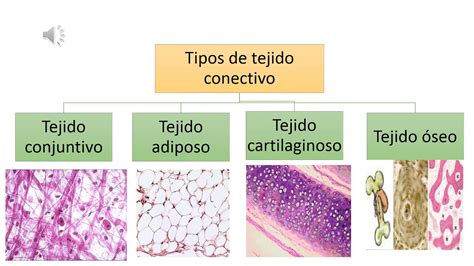 Top 160 Imagenes De Los Tipos De Tejidos Animales Smartindustrymx