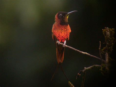 The Crimson Topaz Hummingbird Topaza Pella Is Found In Sa Its