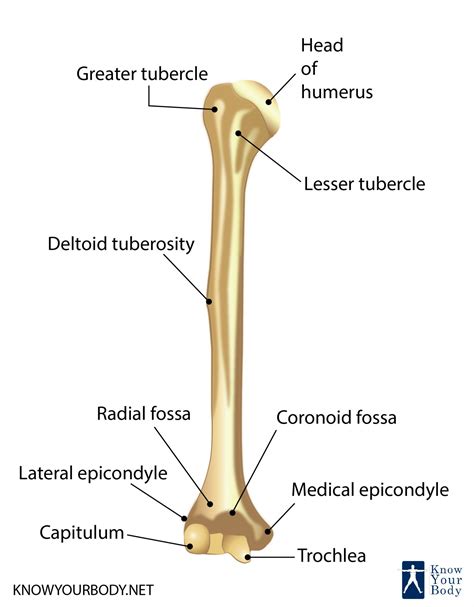 Anatomy Of Humerus Bone