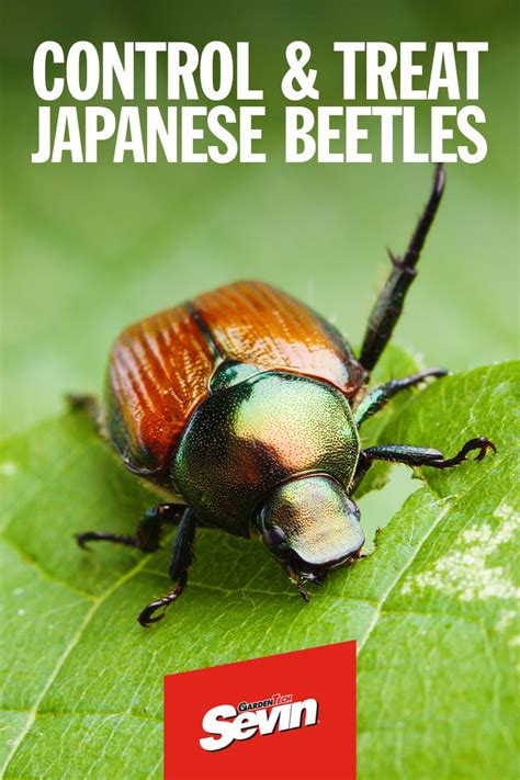 How To Protect Your Trees And Shrubs From Japanese Beetle Damage