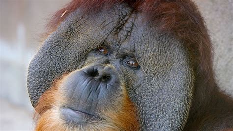 Sumatran Orangutan Male With Cheek Pads Sumatran Orangutan Orangutan