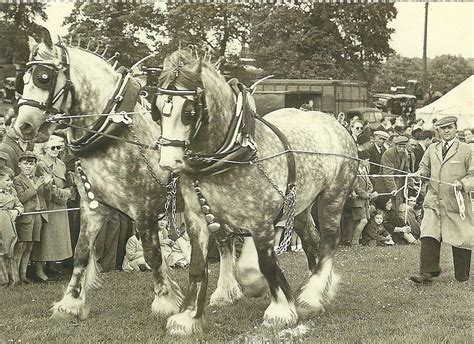 Shire Horses At Bradford Agricultural Show 1953 Courtesy Of Telegraph