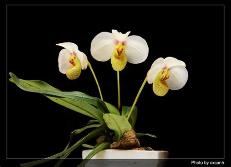 Paphiopedilum Emersonii Slippertalk Orchid Forum The Best Slipper