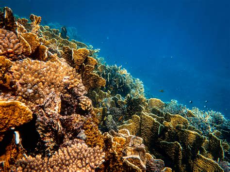 Photo Of Corals Underwater · Free Stock Photo