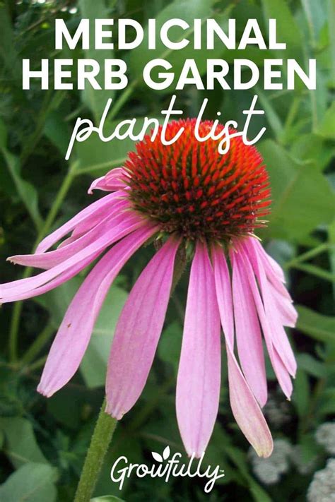 Planting A Garden Of Medicinal Herbs Growfully