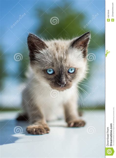 Siamese Cat Stock Photo Image 49876949