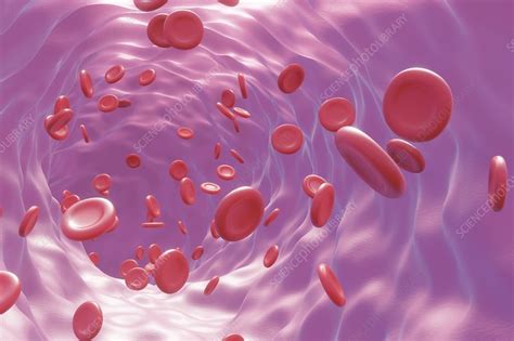 Red Blood Cells Flowing Through A Blood Vessel Artwork Stock Image